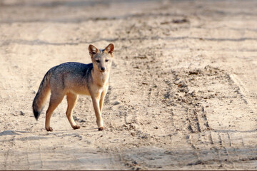 common zorro (Cerdocyon thous) on a clay road in the interior of Bahia