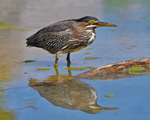 A juvenile Green Heron comes out to the edge of a wetland pond - Ontario, Canada  