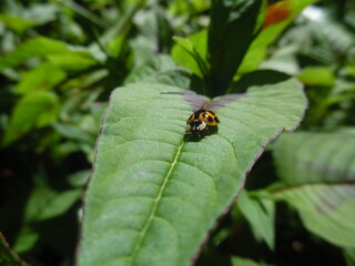 ladybird on a leaf