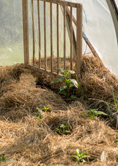 healthy tomato seedlings in a greenhouse, land mulched with hay, growing vegetables, gardening as a...