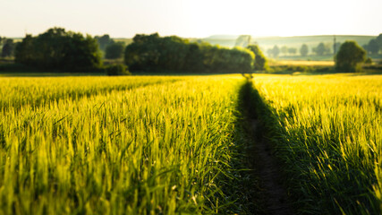 path in the green wheat in sunset light, golden hour