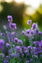 Close-up of a lavender field . Summer sunset Selective focus. Lavender flowers in bloom.