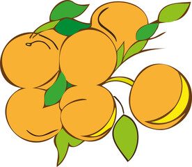vector illustration of peaches on a branch