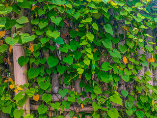 Leaves of an ivy plant clinging on the fence
