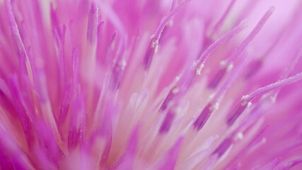 Fototapeta premium Background of pink cornflower flower blooms outdoors in nature, macro, close-up. Macro of a large pink cornflower with a blooming flower bud. Violet knapweed flower stamens, close-up, macro.