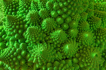 Natural fractal from romanesco cauliflower. Green background.
