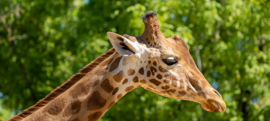Close-up of a giraffe