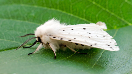 Hyphantria cunea is an American white butterfly. A dangerous omnivorous pest of agricultural and...