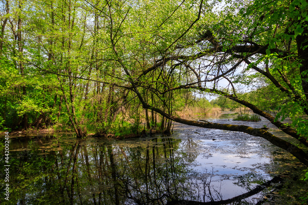 Canvas Prints Small river in the forest at summer