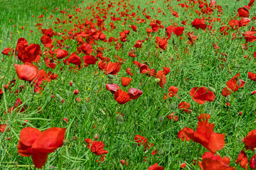 Obraz premium Green field with red poppy flowers and blue sky in summertime. Blooming poppy on the meadow
