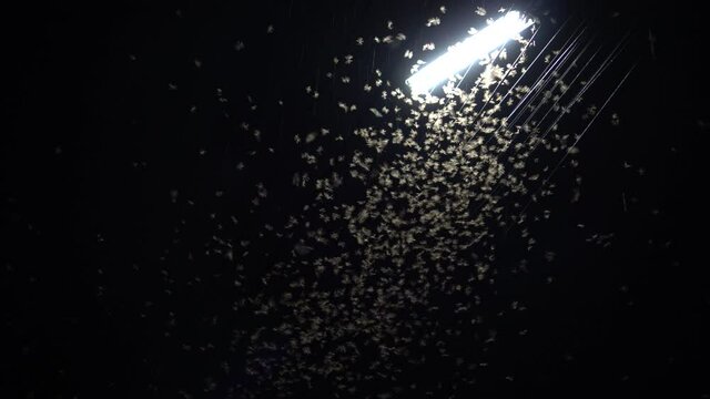 Mayfly termite playing and flying with electric light at night after rain copy space