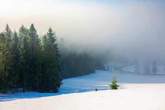 spruce trees in morning mist. enchanting winter nature scenery. light through fog. cold weather concept