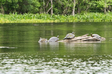 Turtles Resting on a Log in Wakulla