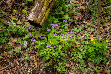 wild flowers and an old tree stump