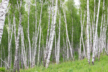 Fototapeta premium Birch trees in a forest in a summer day. Natural background.