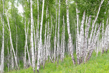 Birch grove in the summer day. Natural background. Russian landscape with birch trees