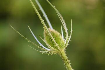 Blte und Fruchtstand der wilden Karde