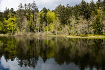 Obraz premium lake in the forest