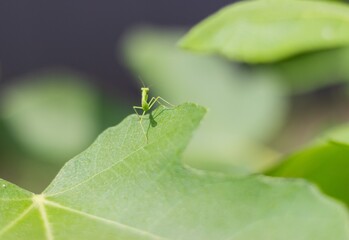 Small green mantis beetle on a fig leaf looks into the distance