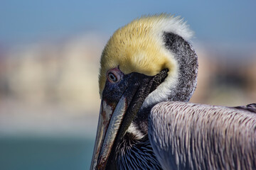 The Brown Pelican Bird in Florida