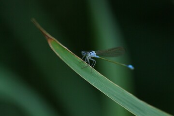 dragonfly on a leaf