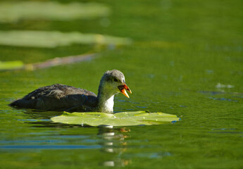 Old coot chick (Fulica atra)