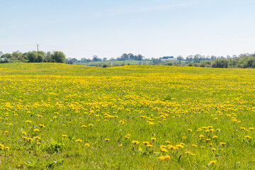 Spring medow full of dandelions flowers and blue sky , idial place for bees.
