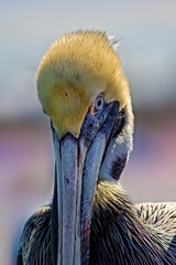 The Brown Pelican Bird in Florida