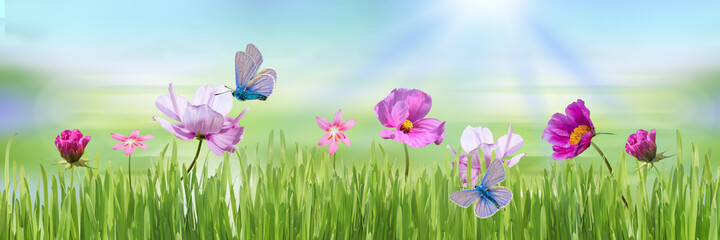 A pink flower with a butterfly on a blurry soft turquoise and green background and green grass.A...