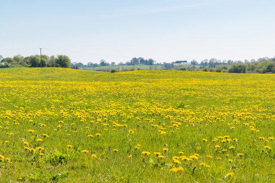 Spring medow full of dandelions flowers and blue sky , idial place for bees.