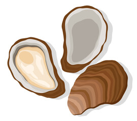 Oyster set on a white background. Top view.