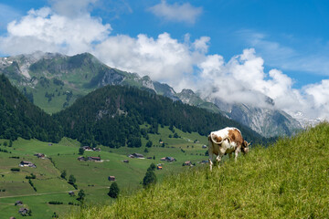 Fototapeta na wymiar Schweiz im Sommer Churfirsten