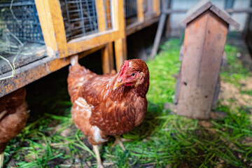 red hens in the chicken coop. a barn for poultry on the farm.