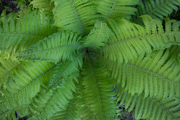 Fern background, green tropical leaves, top view