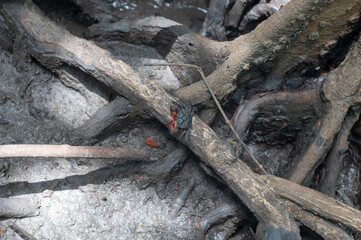 Meder's mangrove crab in the mangrove forest