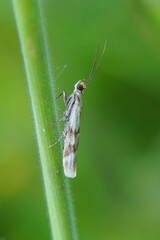Closeup on the rare and small Homoeosoma sinuella moth hanging in the grass