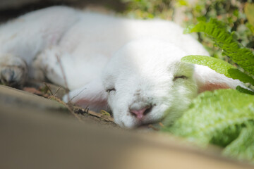 Sleepy Lamb