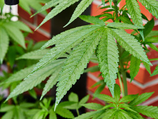 Marihuana plantada en florero