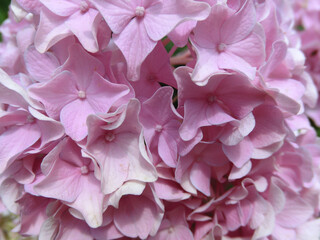 Background of tender pink flowers