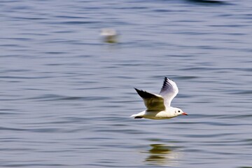 Möwe in Bewegung