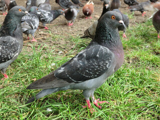 Wild pigeons in the city streets