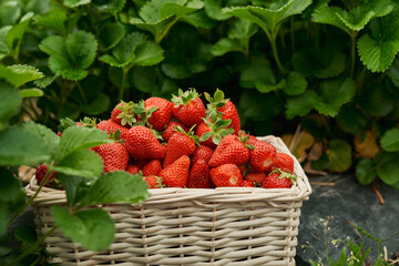 Close up of cute beige wicker basket with delicious juicy red strawberry on plants background. Concept of agriculture strawberry in modern greenhouse. 