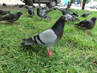 Wild pigeons in the city streets