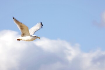 Möwe in Bewegung