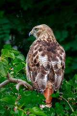 red tailed hawk