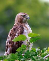 Perched Red tailed hawk
