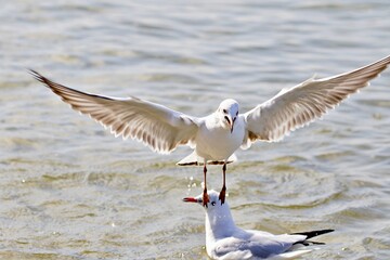 Möwe in Bewegung