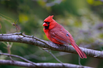 Northern Cardinal perched on a branch