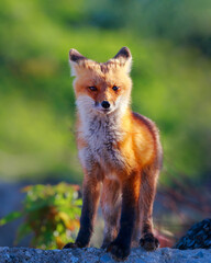 red fox in the wild