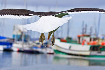 Nahaufnahme Möwe im Flug von hinten